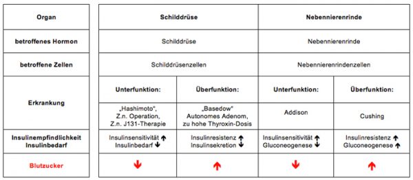 Einfluss der Hormone auf den Stoffwechsel  diabetesnews  diabetesnews